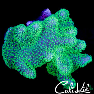 CK NEON CROWN LEATHER COLONY