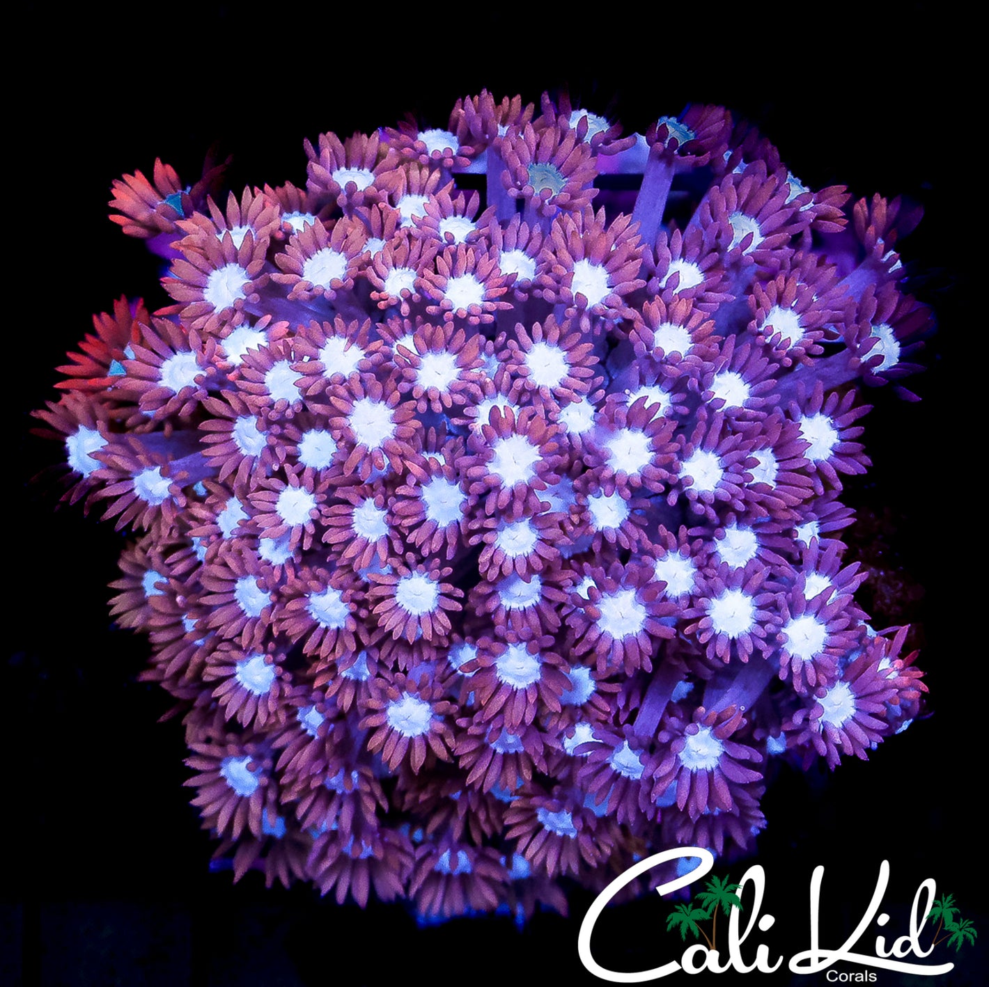 CK POWDER PUFF GONI COLONY