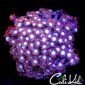 CK POWDER PUFF GONI COLONY