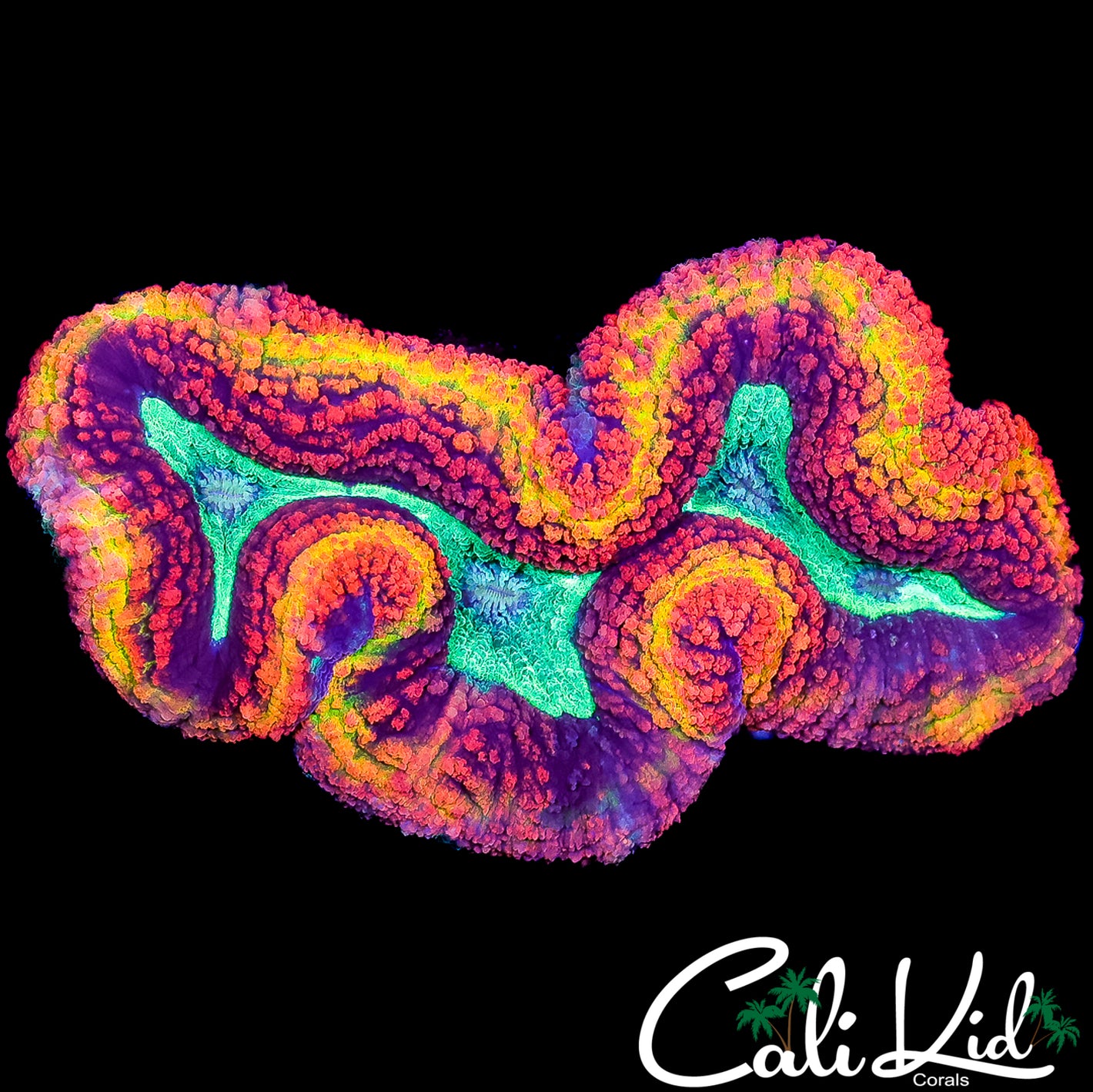 CK XL MASTER LOBO COLONY