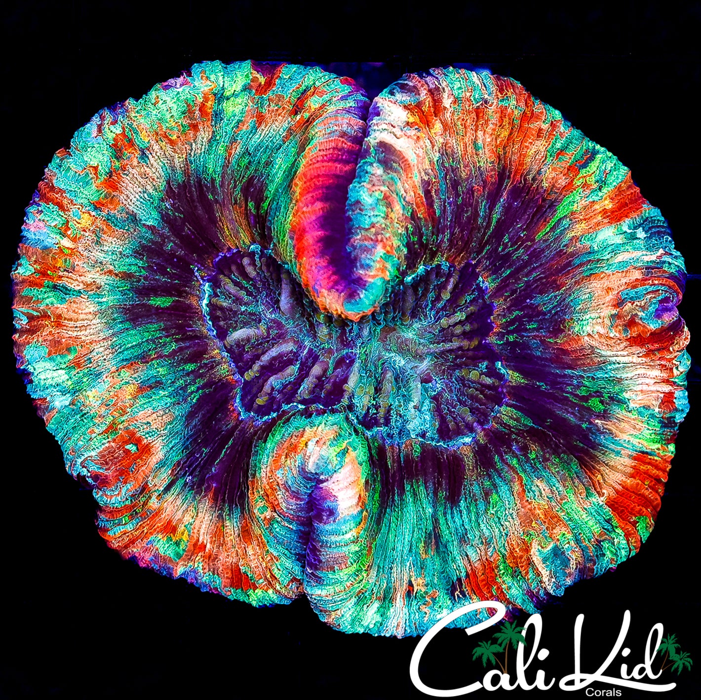 CK RAINBOW SKIRT WELLSO