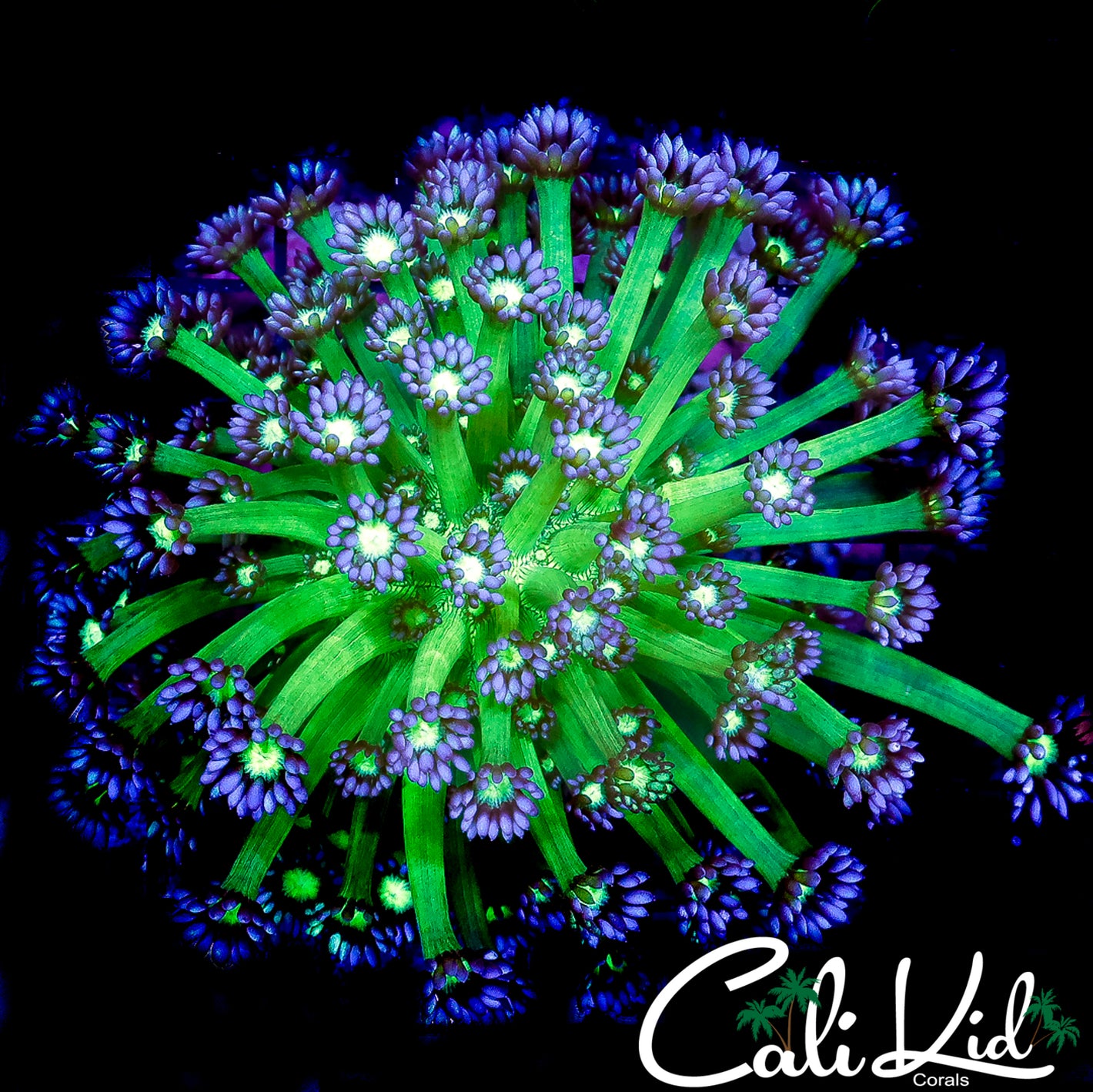 CK NAKED GLITTER GONI COLONY