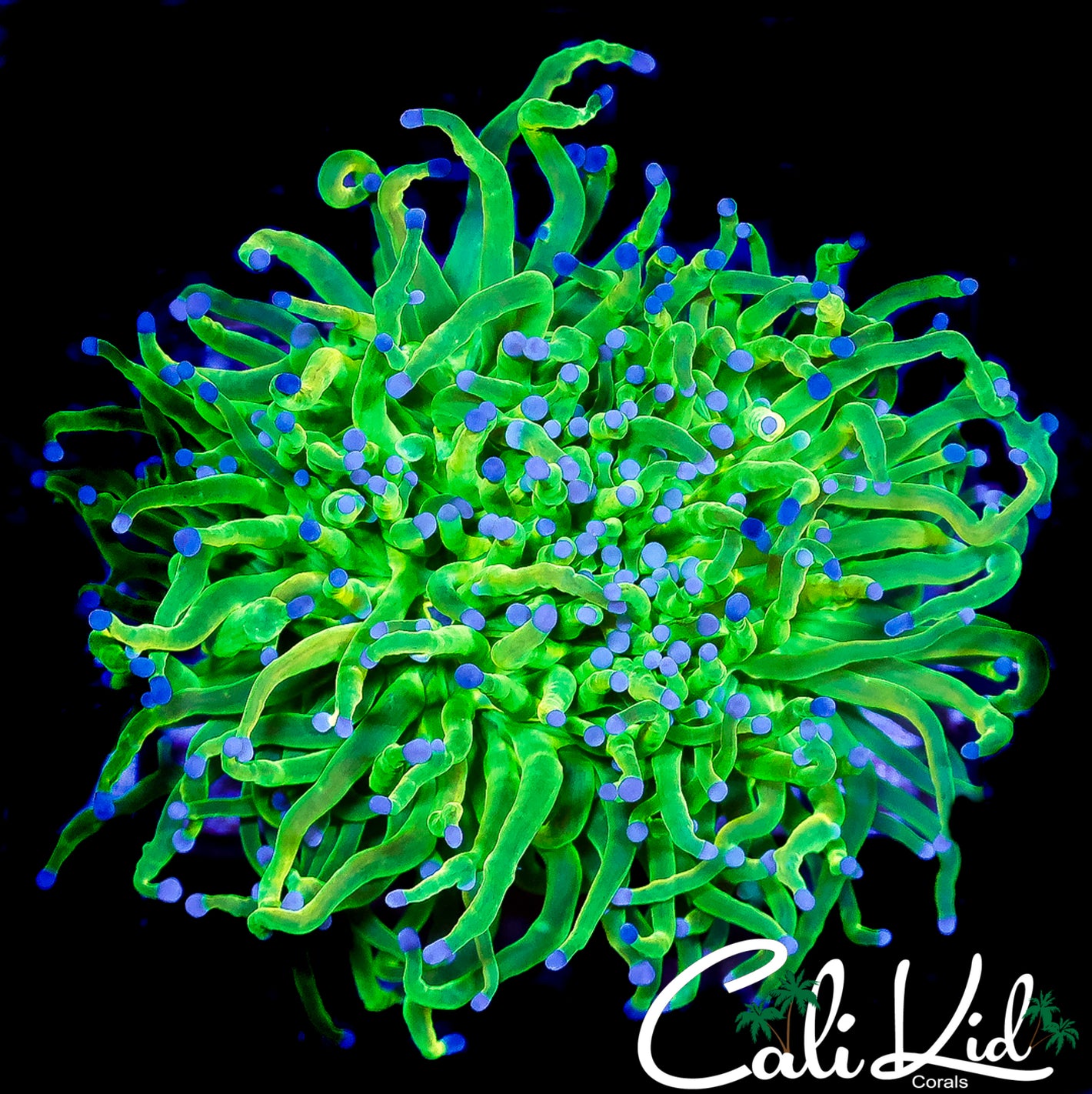 CK JOLLY RANCHER TORCH