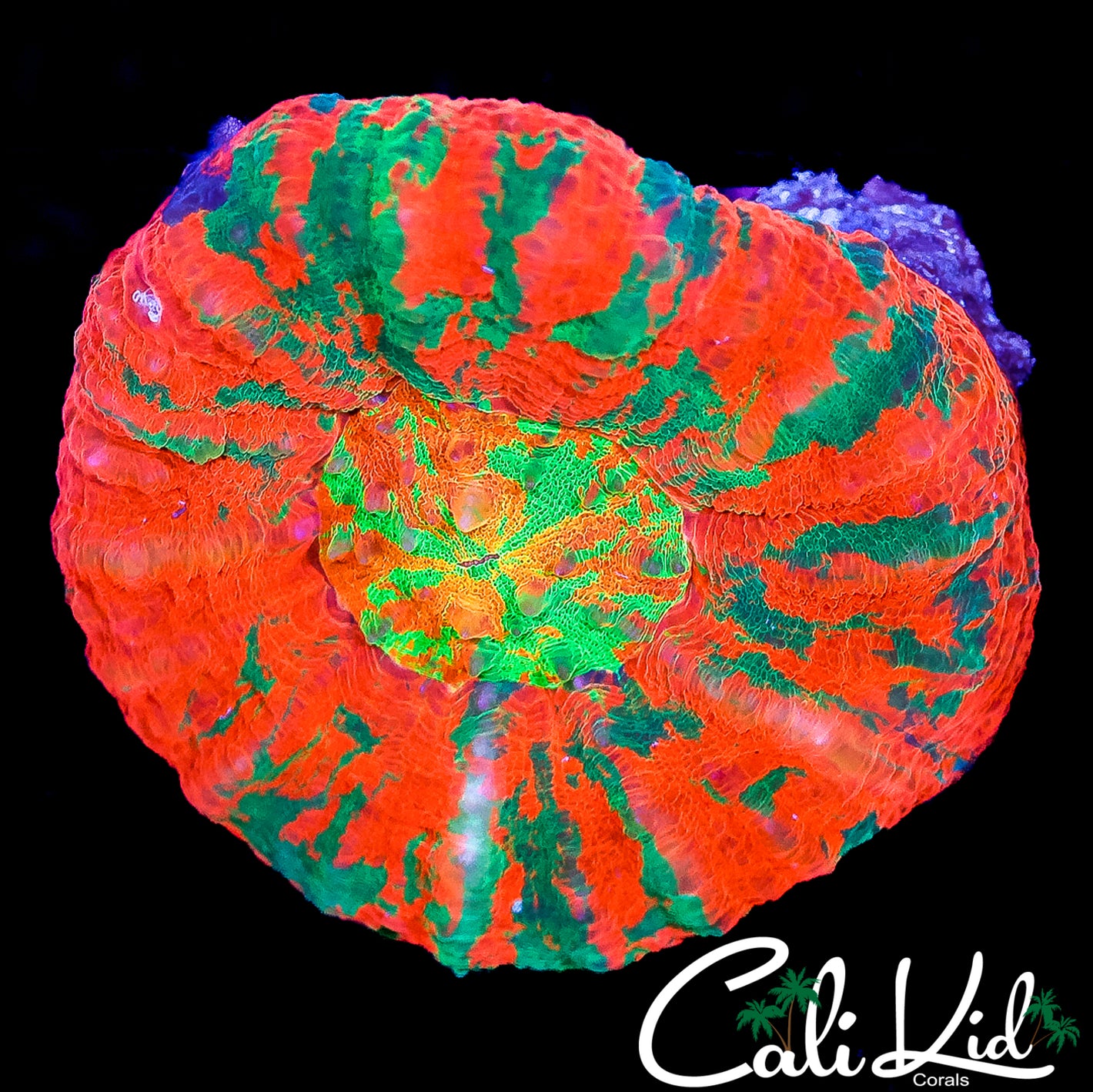 CK RARE TRI COLOR SCOLY