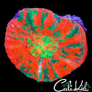 CK RARE TRI COLOR SCOLY