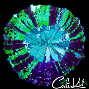 CK ULTRA 4 COLOR ACANTHO
