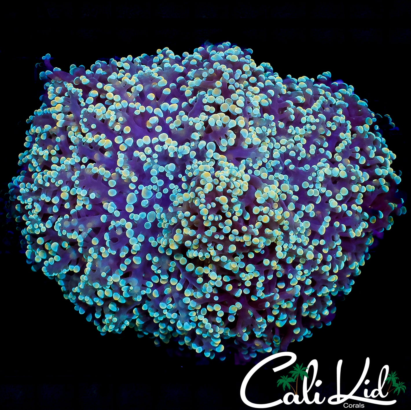 CK ULTIMATE RAINBOW KINGSPAWN COLONY