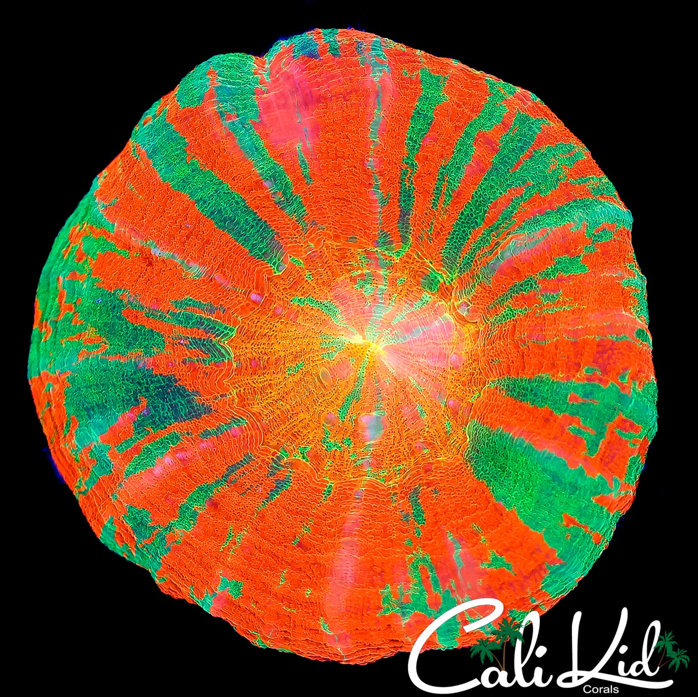 CK TRI COLOR PINWHEEL SCOLY