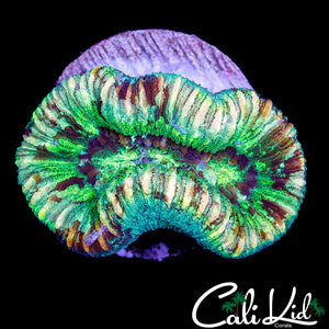 CK ULTRA STRIPE TRACHY