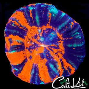 CK VIBRANT WAR PAINT SCOLY