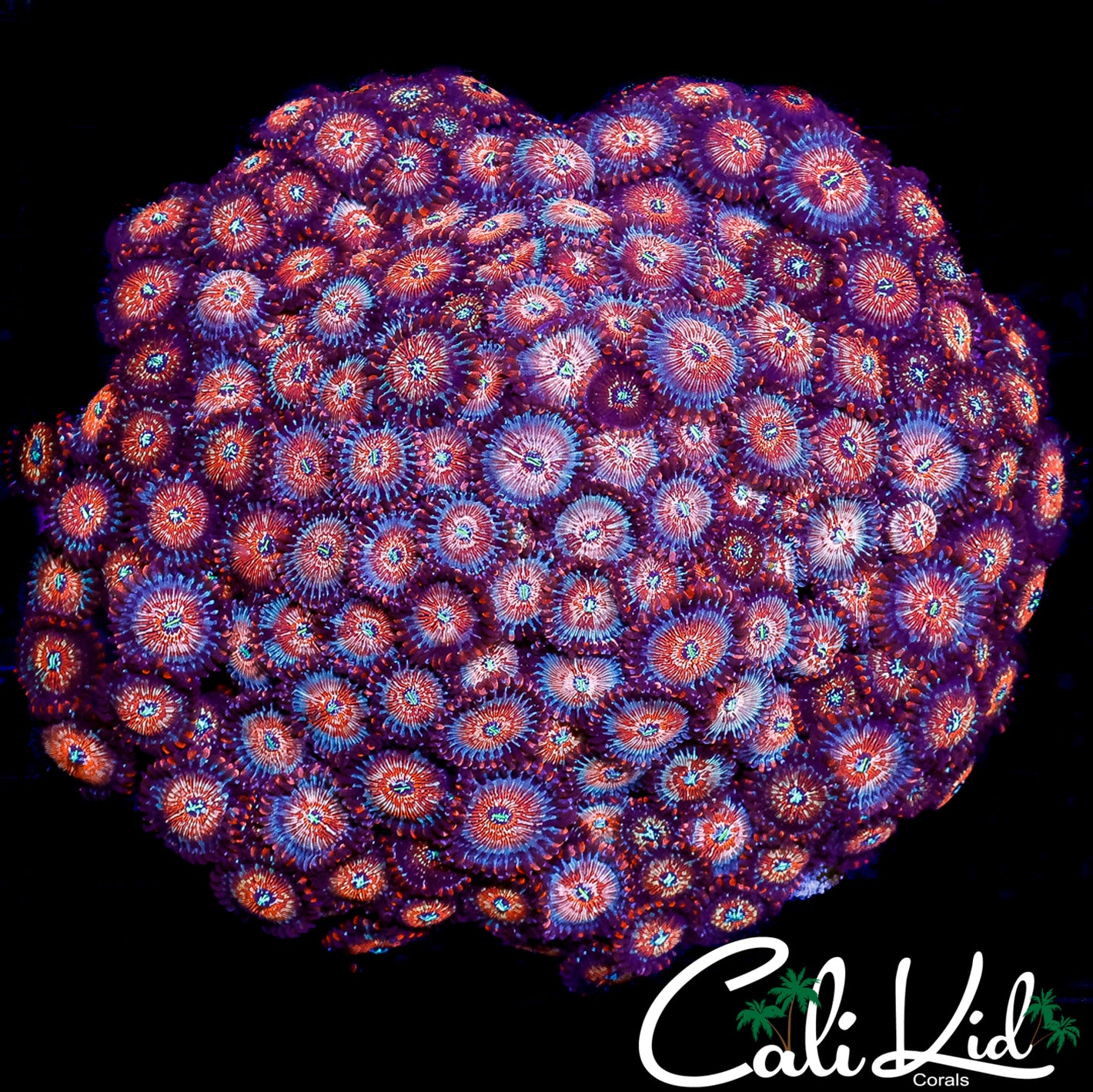 CK XXXL WHITE ZOMBIE ZOA COLONY