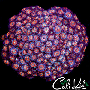 CK XXXL WHITE ZOMBIE ZOA COLONY