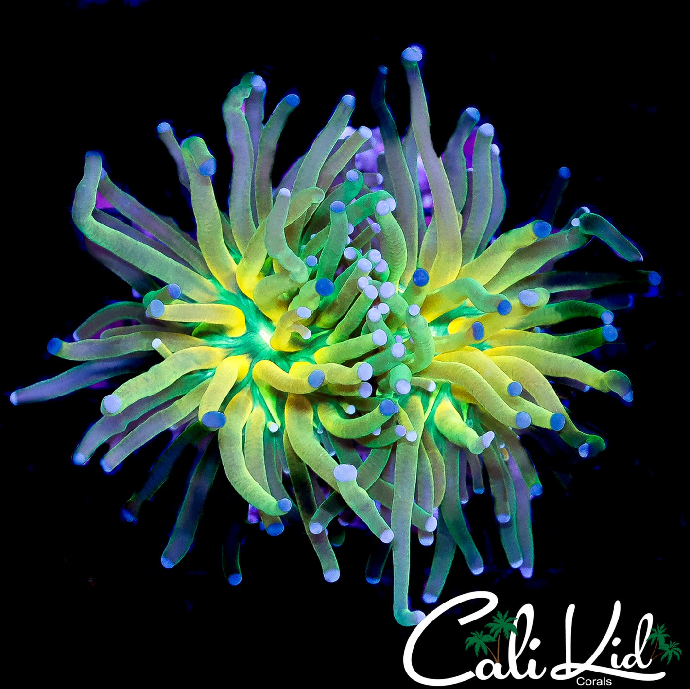 CK SUPER HOT TIGER TORCH DOUBLE