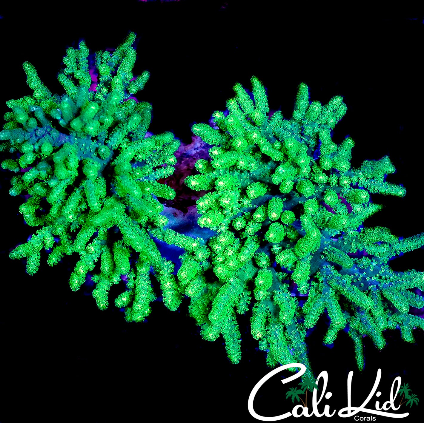 CK ECTOMORPH SINULARIA DOUBLE COLONY