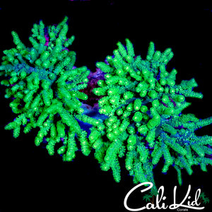 CK ECTOMORPH SINULARIA DOUBLE COLONY