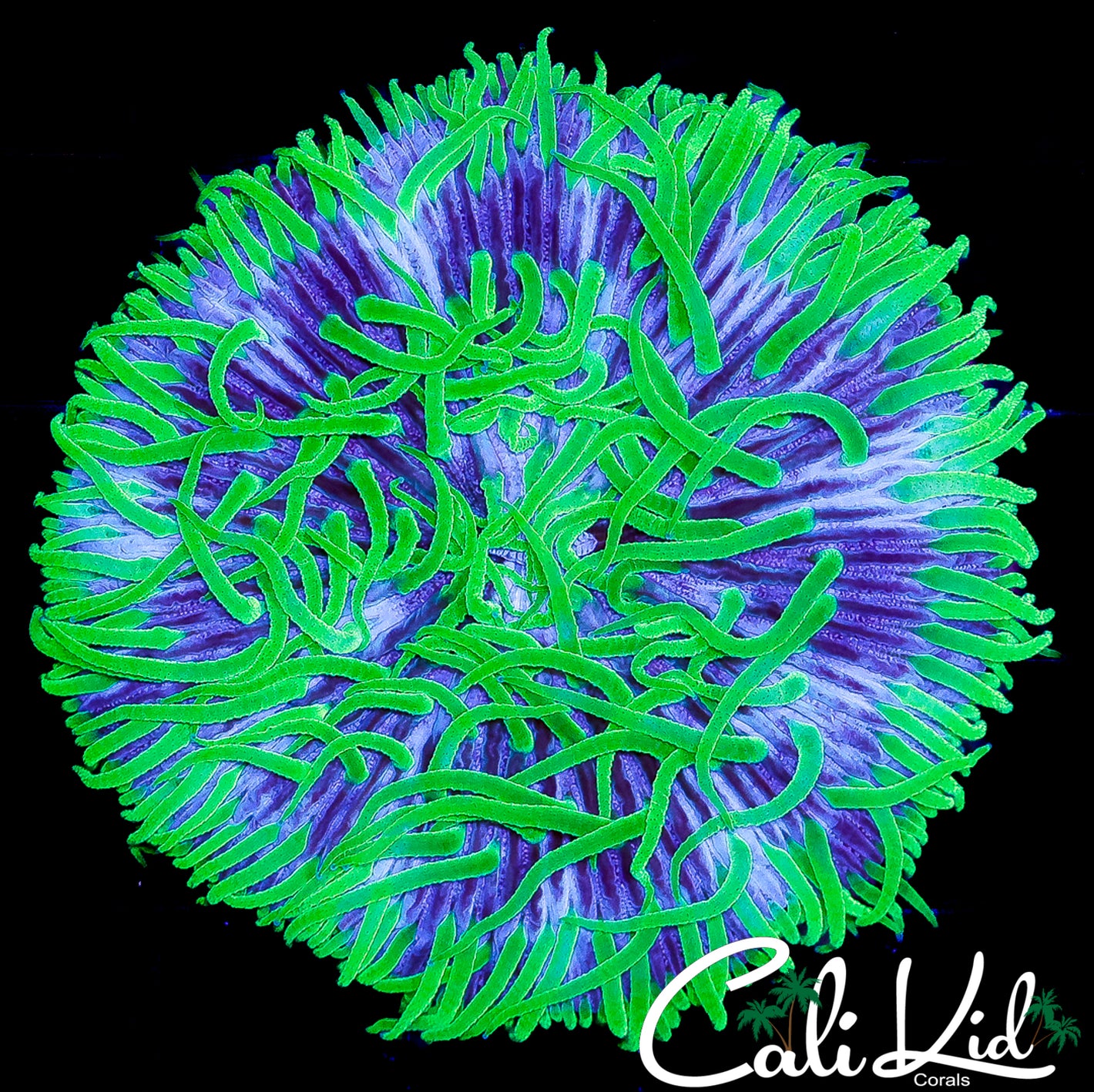 CK SILLY STRING FUNGIA