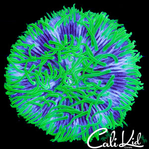 CK SILLY STRING FUNGIA