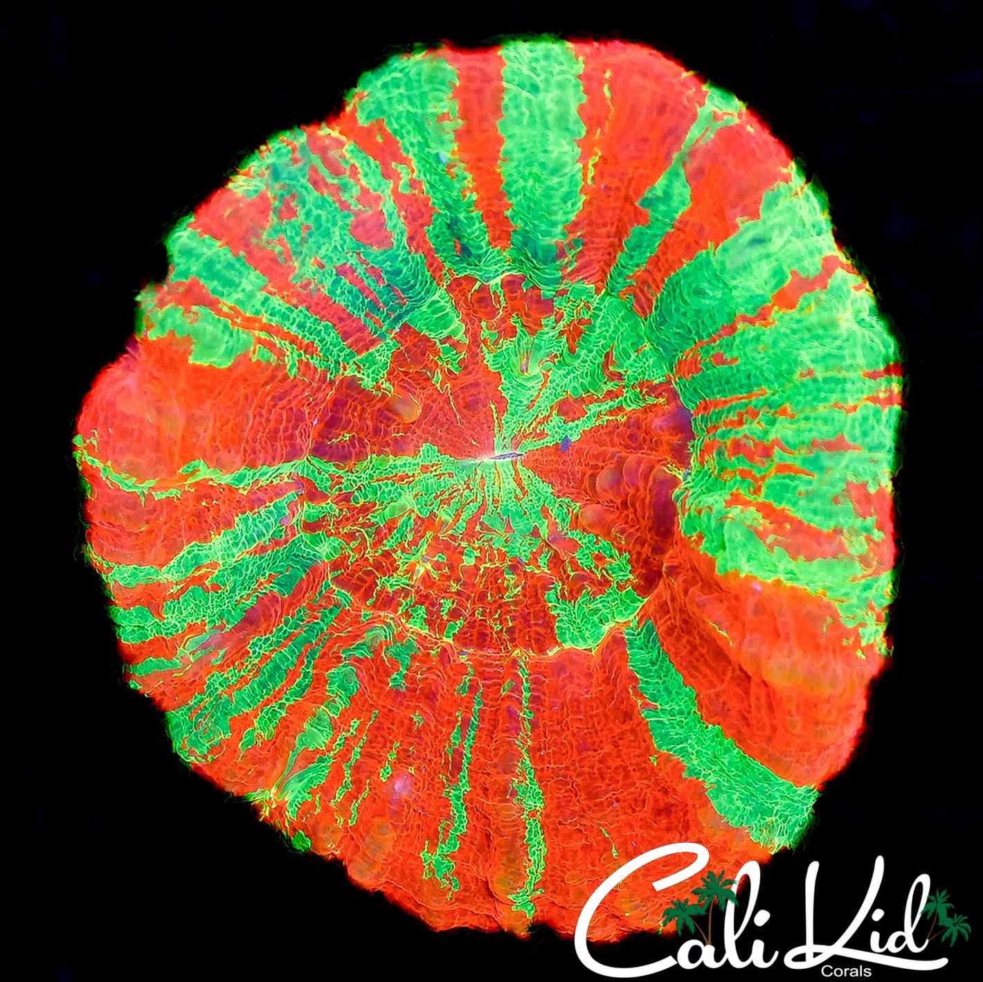 CK STUNNING REVERSE BLEEDING APPLE SCOLY