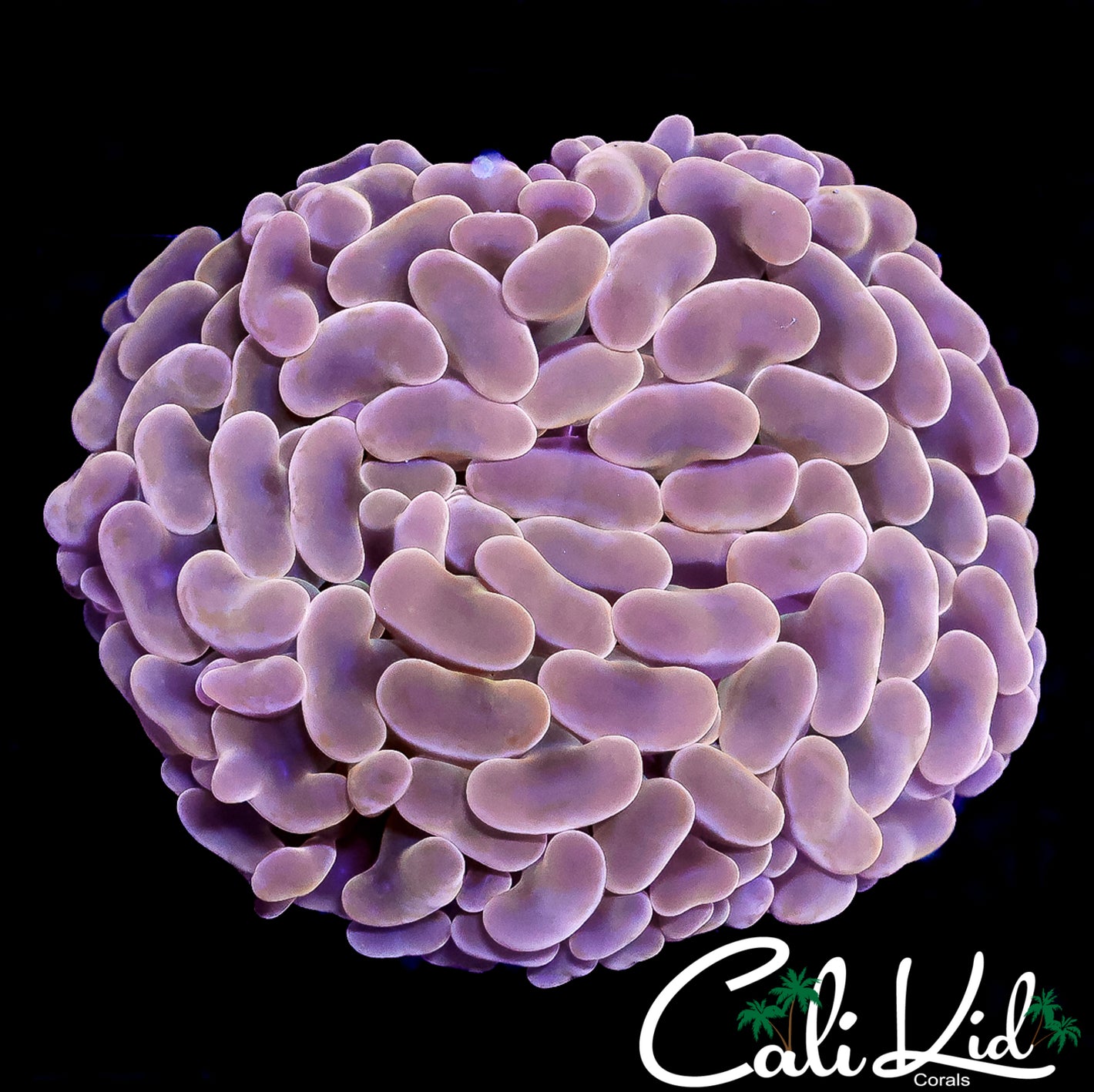 CK PEACH RAINBOW HAMMER