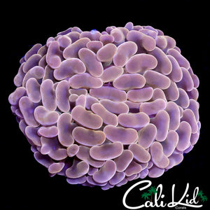 CK PEACH RAINBOW HAMMER