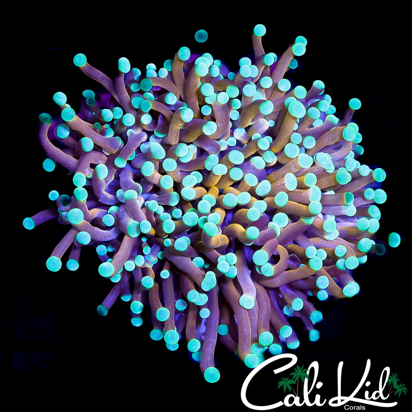 CK HOT AUSSIE HOLY GRAIL TORCH