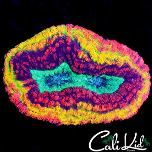 CK MASTER LOBO COLONY