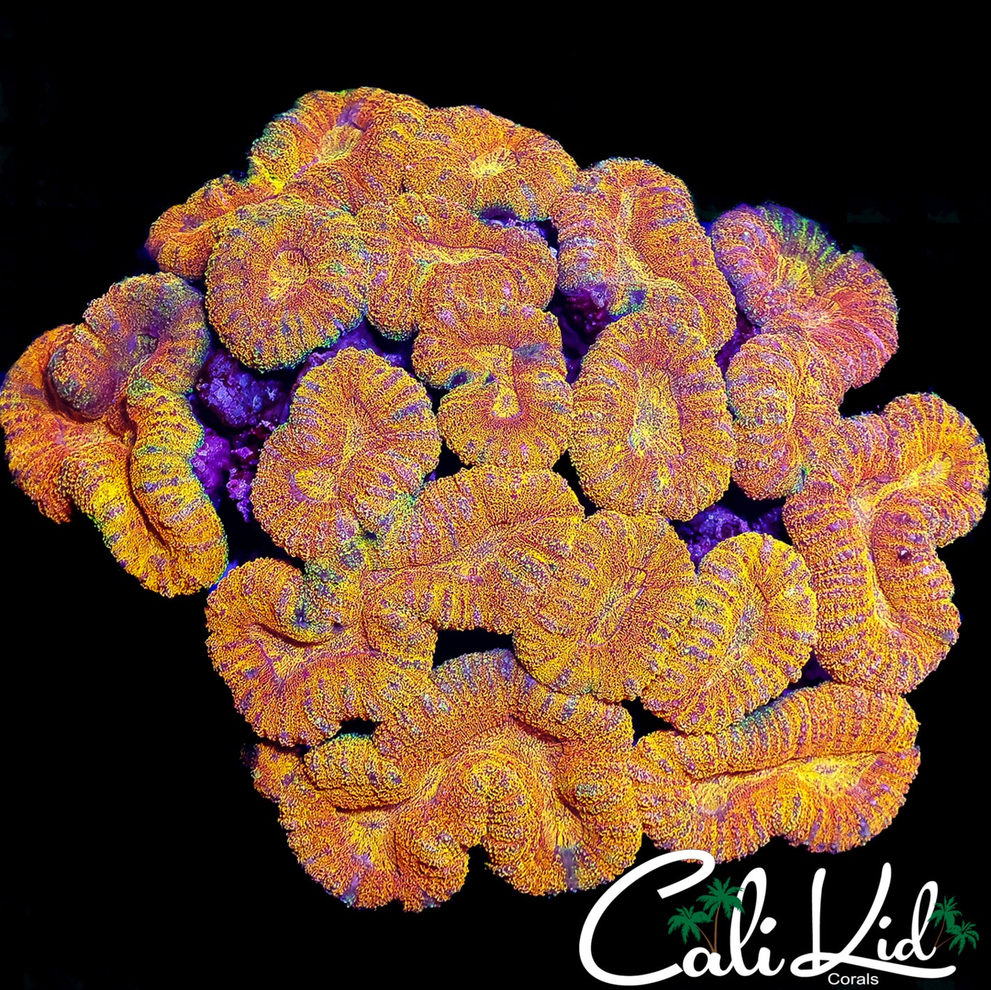 CK SHOW SIZE RAINBOW LOBO COLONY