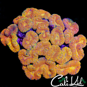 CK SHOW SIZE RAINBOW LOBO COLONY