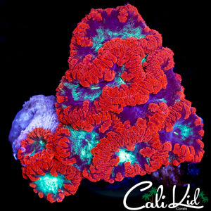 CK NEON FAT HEAD BLASTO COLONY