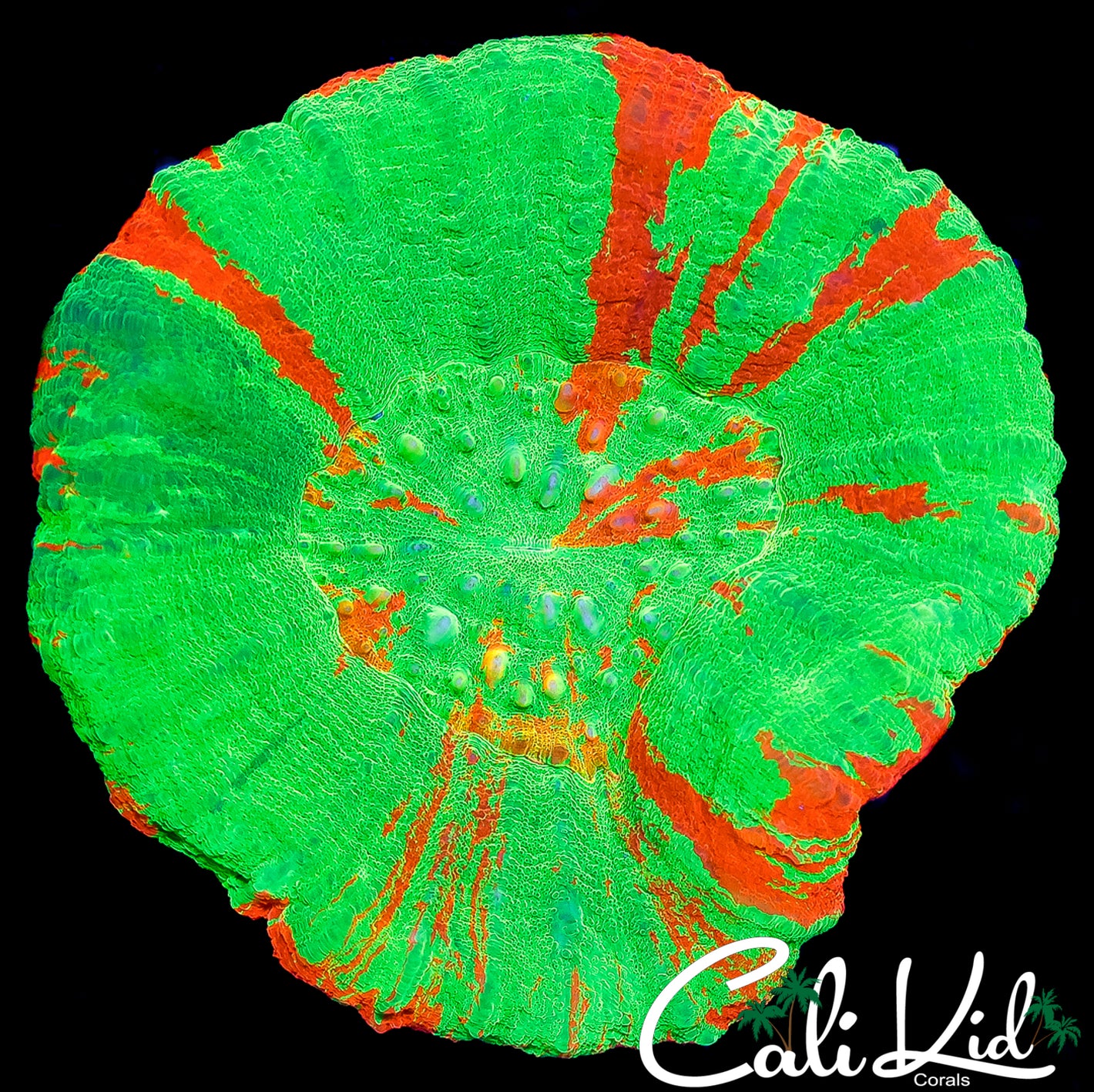 CK XL BLINDING BLEEDING APPLE SCOLY