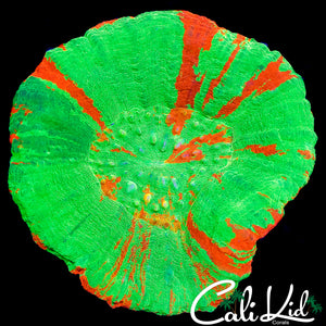 CK XL BLINDING BLEEDING APPLE SCOLY