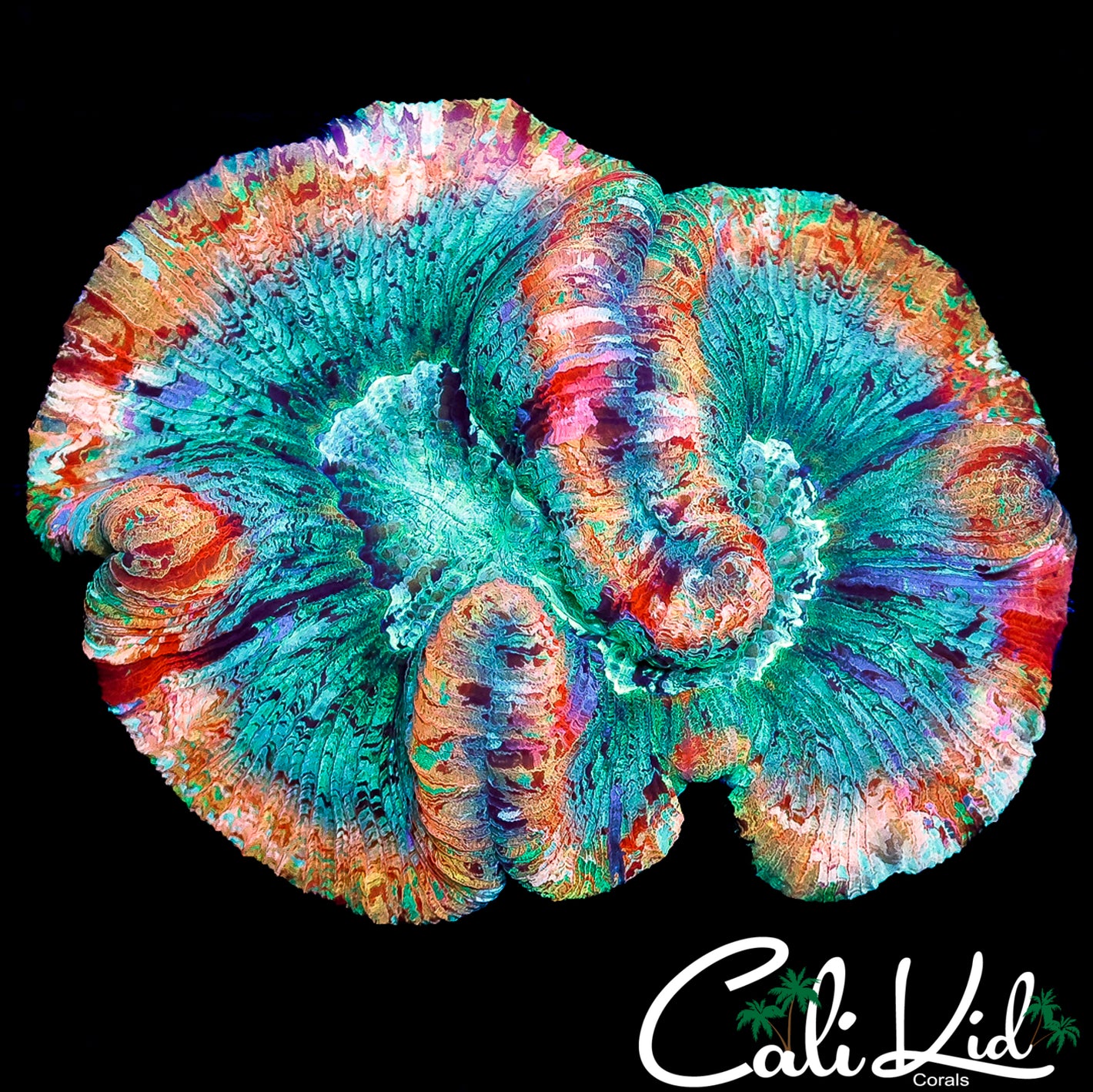 CK RAINBOW RIM WELLSO