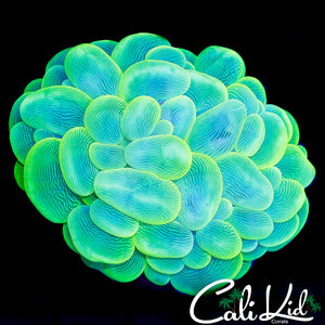 CK NEON BUBBLE CORAL COLONY