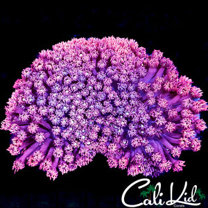 CK AMAZING TRI COLOR GONI COLONY