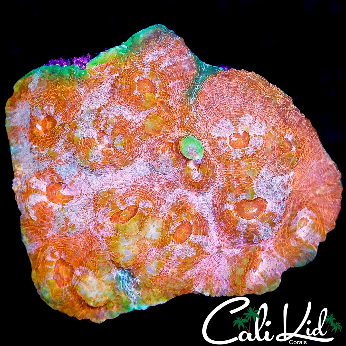 CK ULTRA PEACH PASSION CHALICE