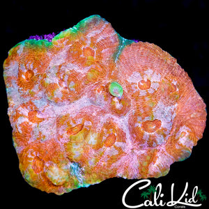 CK ULTRA PEACH PASSION CHALICE