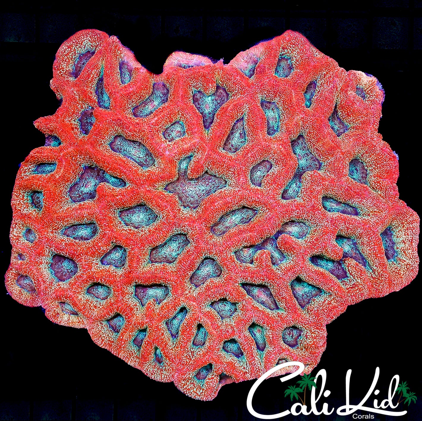 CK SHOW SIZE SPECKLED BOWERBANKI COLONY