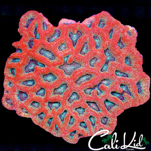 CK SHOW SIZE SPECKLED BOWERBANKI COLONY