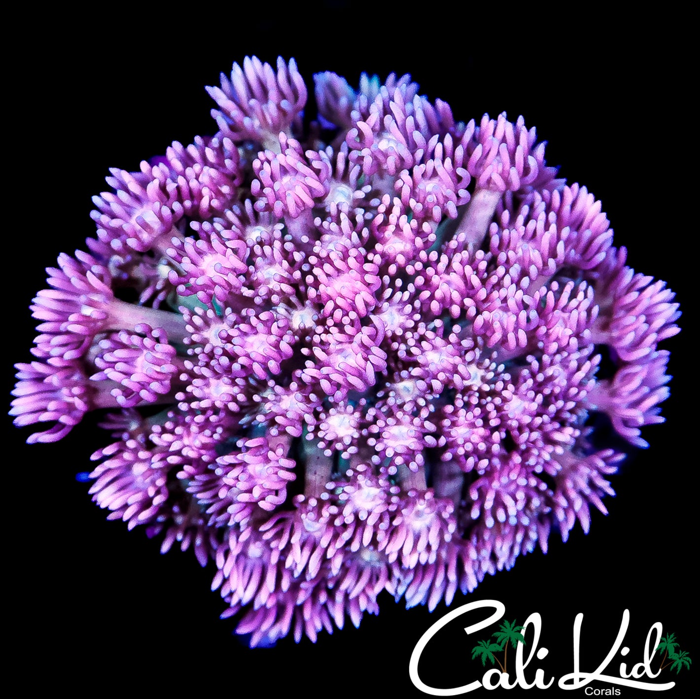 CK HYPER PINK GONI COLONY