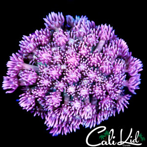 CK HYPER PINK GONI COLONY