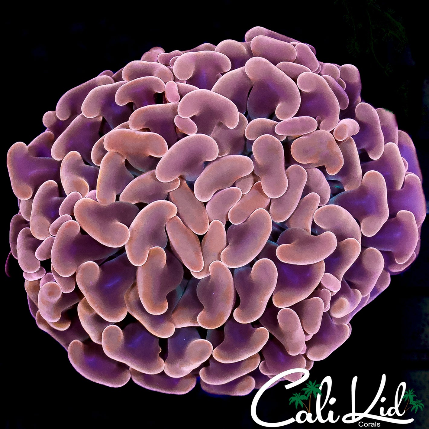 CK RARE ORANGE HYNRID HAMMER