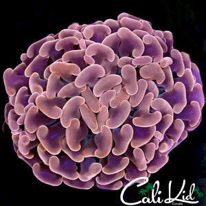 CK RARE ORANGE HYNRID HAMMER