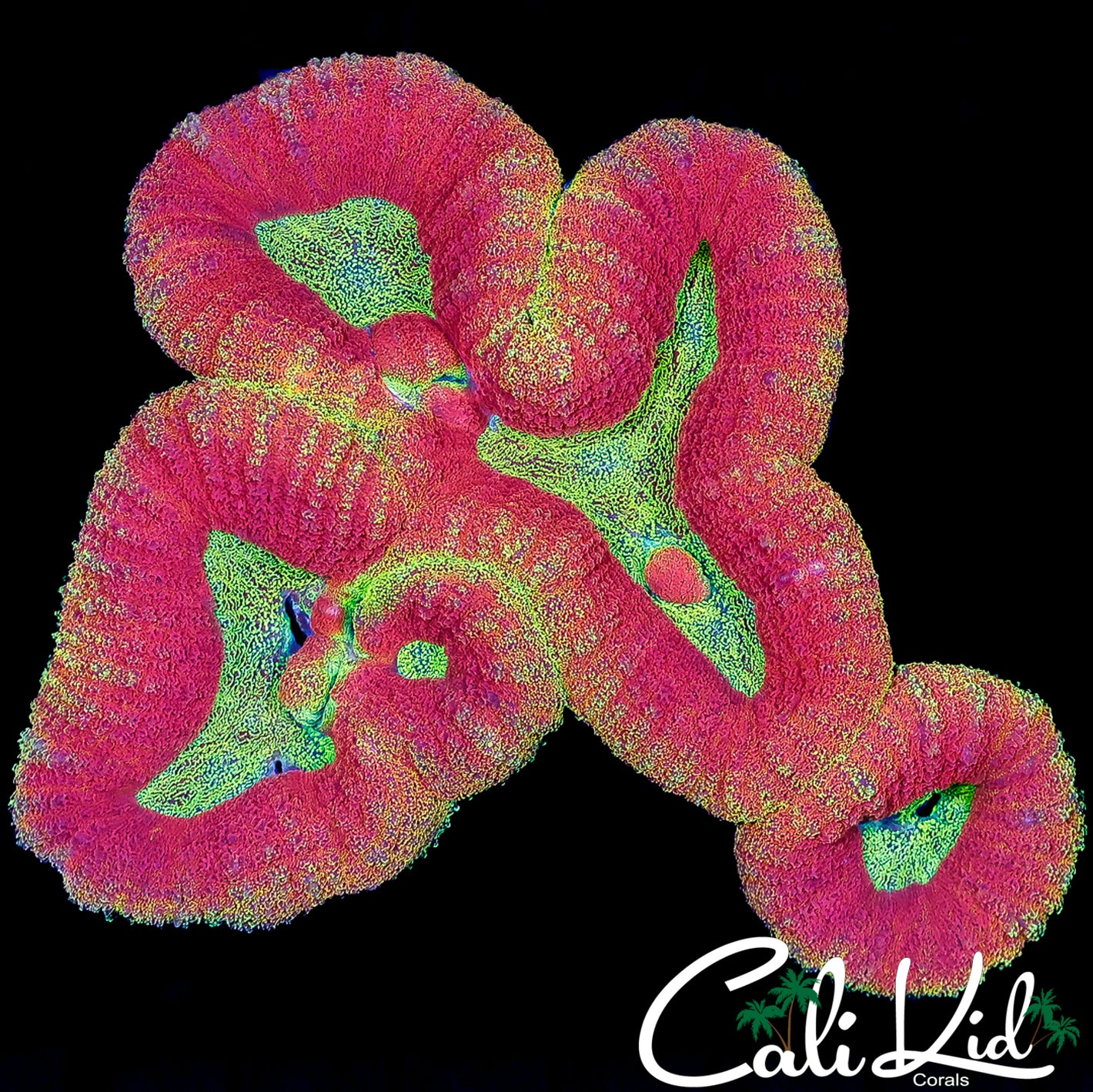 CK FIRE STARTER SYMPHYLLIA COLONY