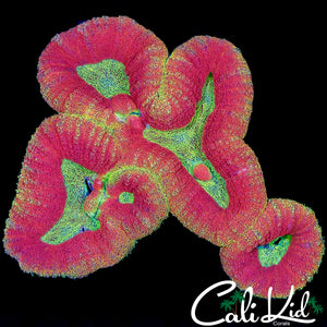 CK FIRE STARTER SYMPHYLLIA COLONY