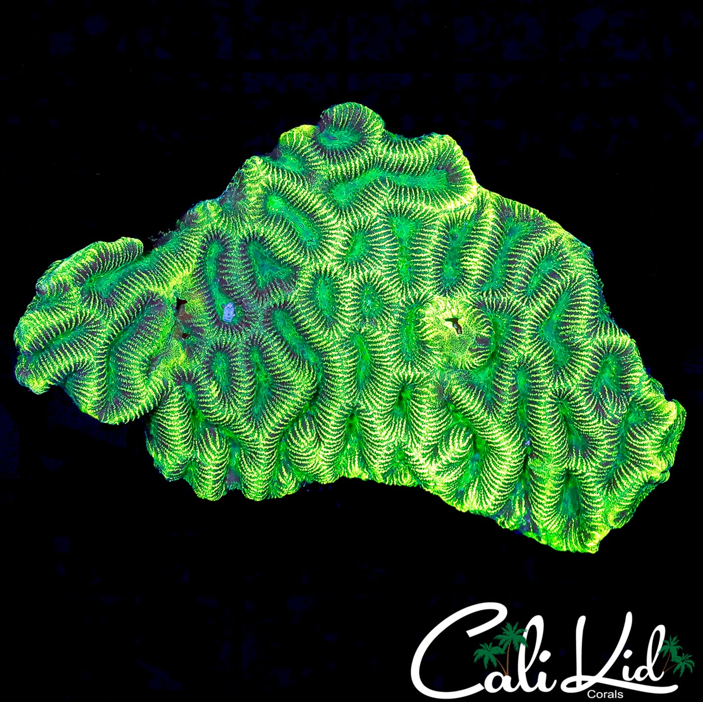 CK ALLIGATOR SKIN PLATY COLONY