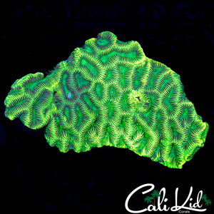 CK ALLIGATOR SKIN PLATY COLONY