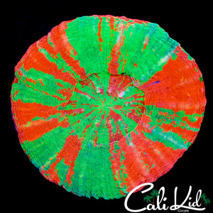 CK AMAZING BLEEDING APPLE SCOLY