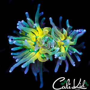 CK TIGER TORCH MORPH