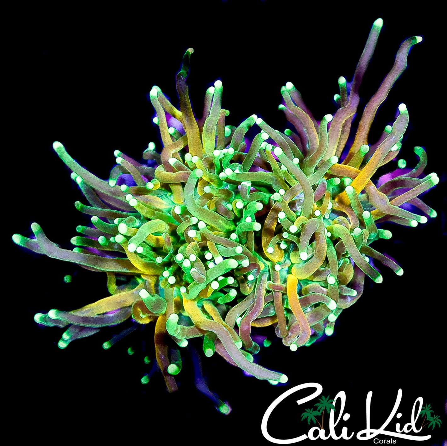 CK RARE RAINBOW TIGER TORCH