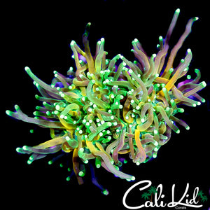 CK RARE RAINBOW TIGER TORCH